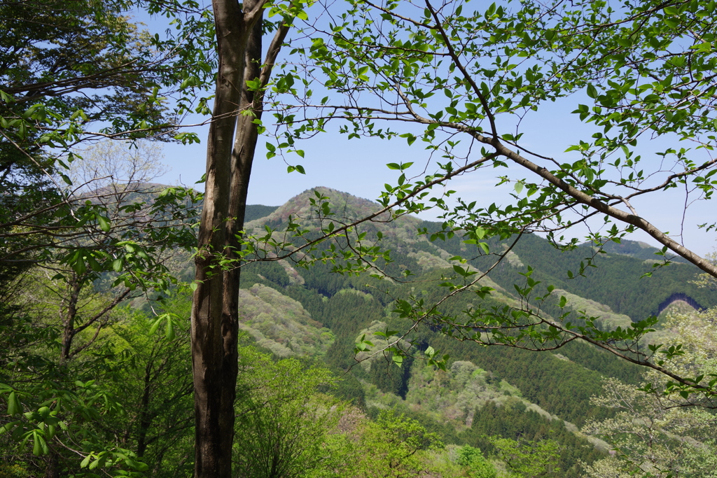 山と緑