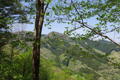 山と緑