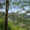 山と緑
