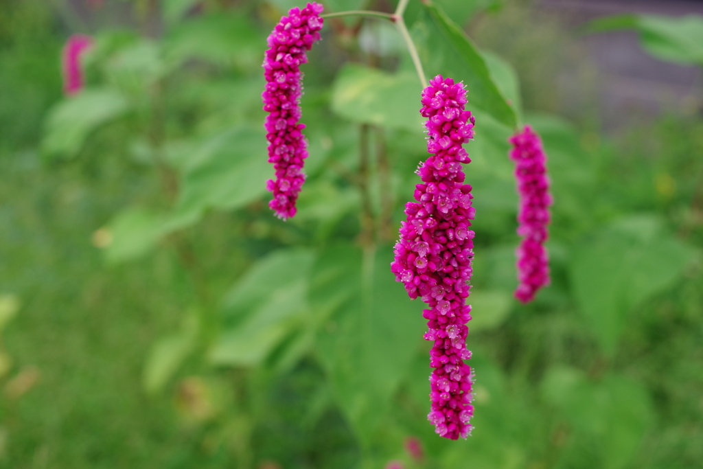 花穂