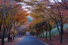 もみじのトンネル