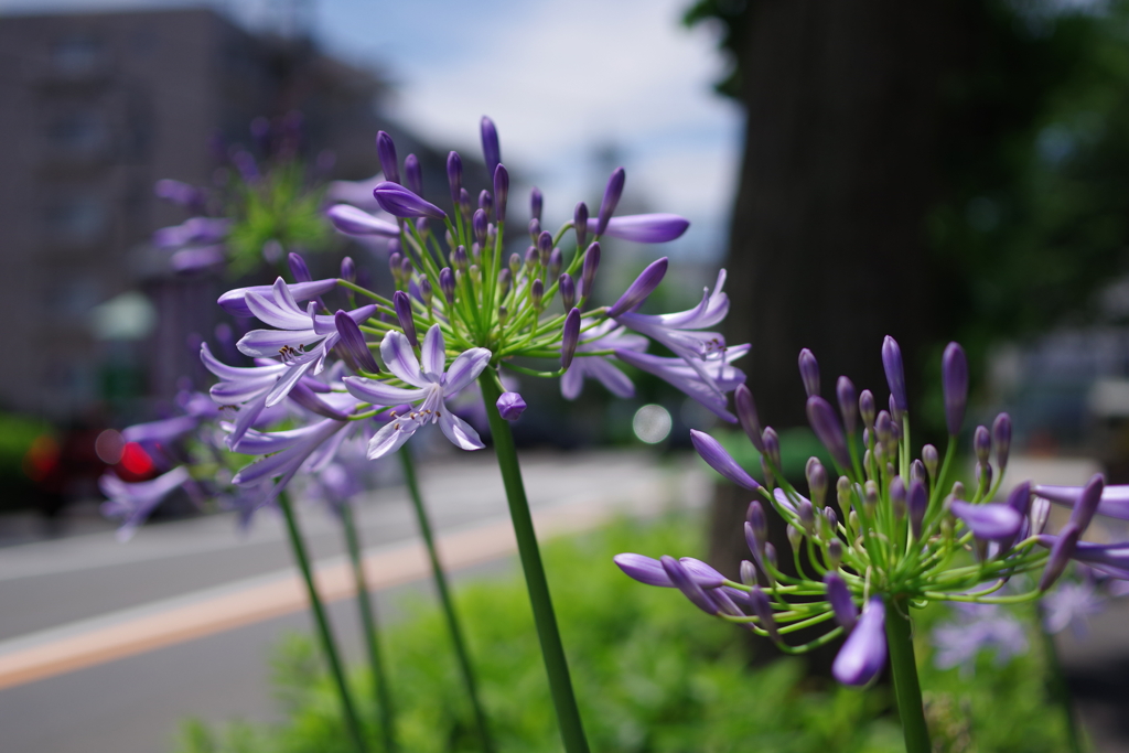 町角の花