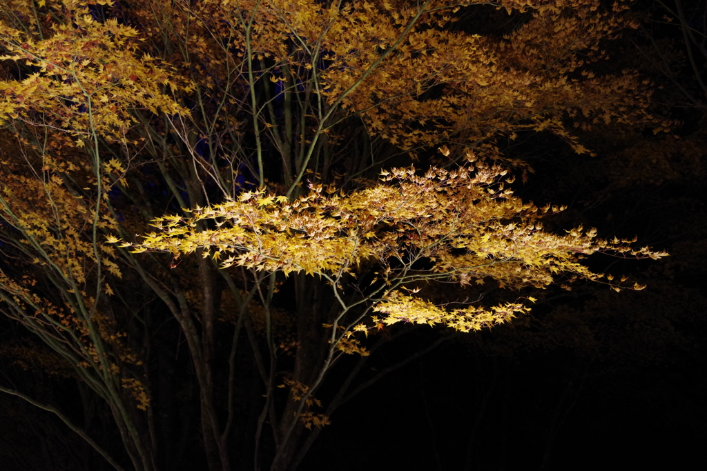 秋の記憶‥光葉