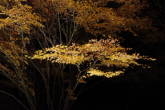 秋の記憶‥光葉