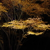 秋の記憶‥光葉