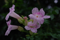 桃色凌霄花