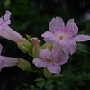 桃色凌霄花