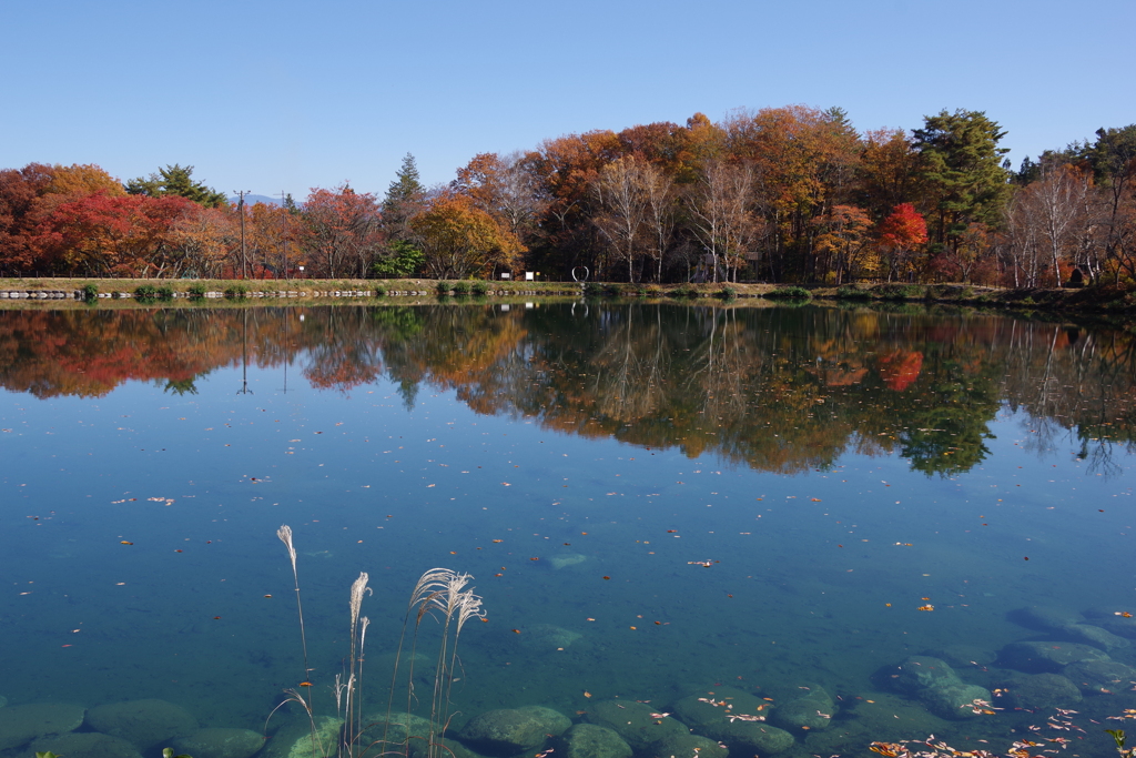 秋の木々を映す池
