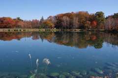 秋の木々を映す池