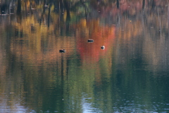 晩秋の池