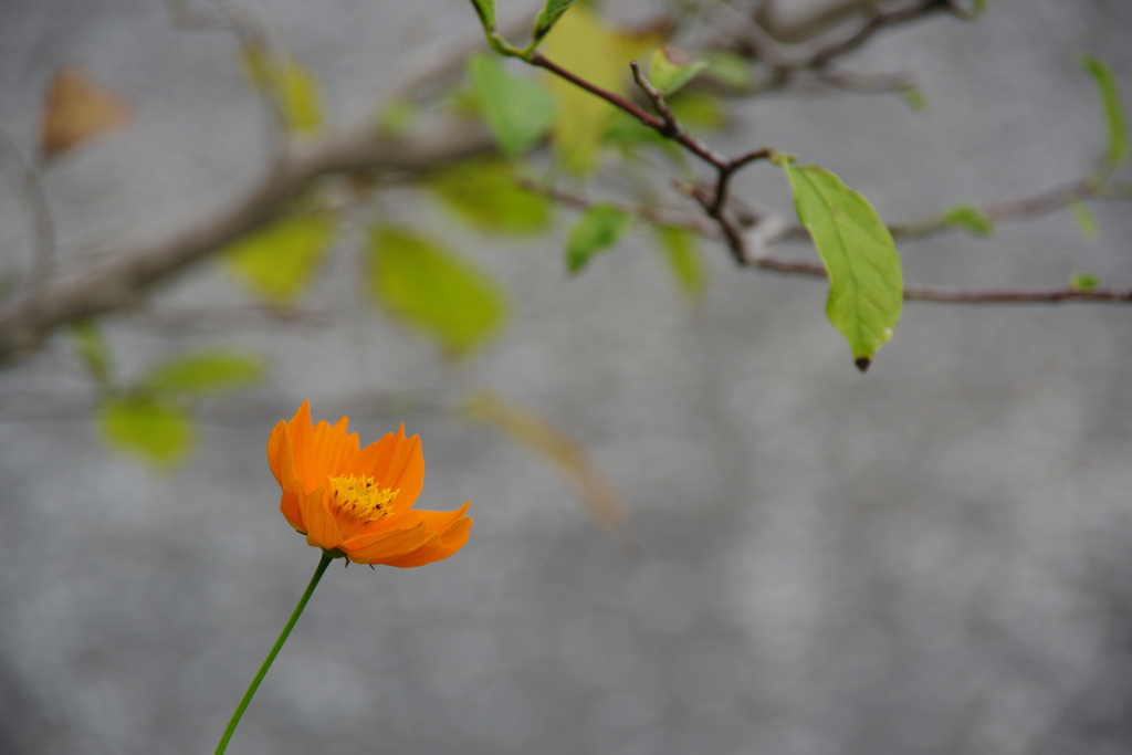 秋へと