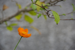 秋へと