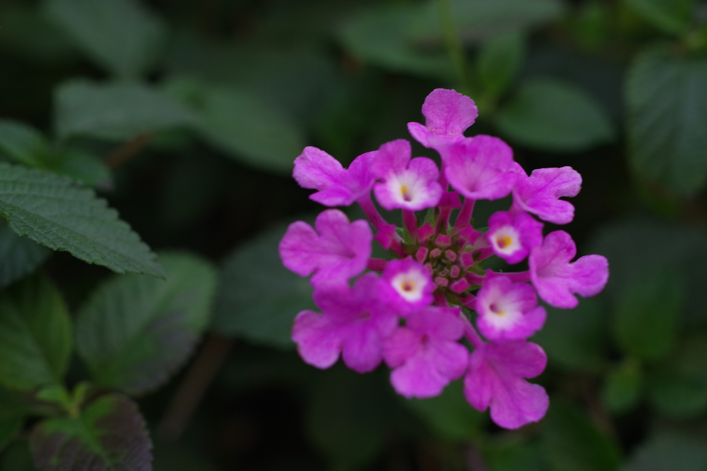 コバノランタナ