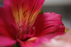 アストロメリア