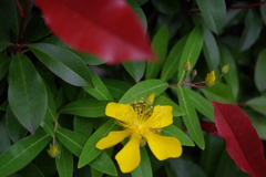 Red, Yellow and Green
