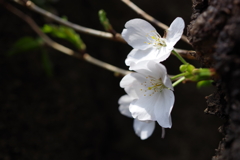 胴咲き桜