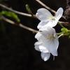 胴咲き桜