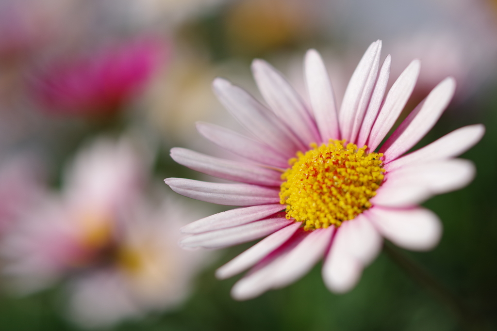 love fortune-telling