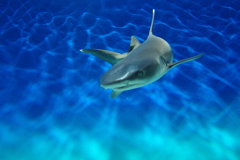 shark