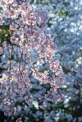 枝垂れ桜