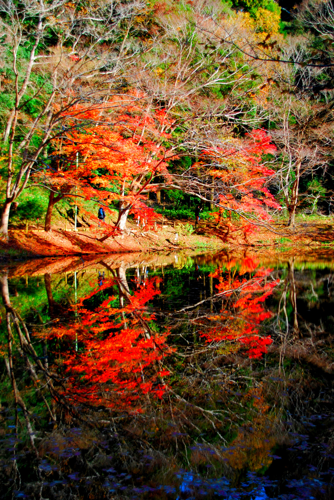 今年の紅葉④