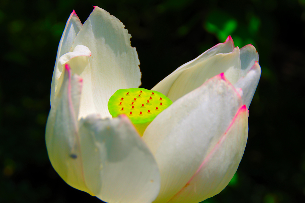 鎌倉長谷寺　蓮の花