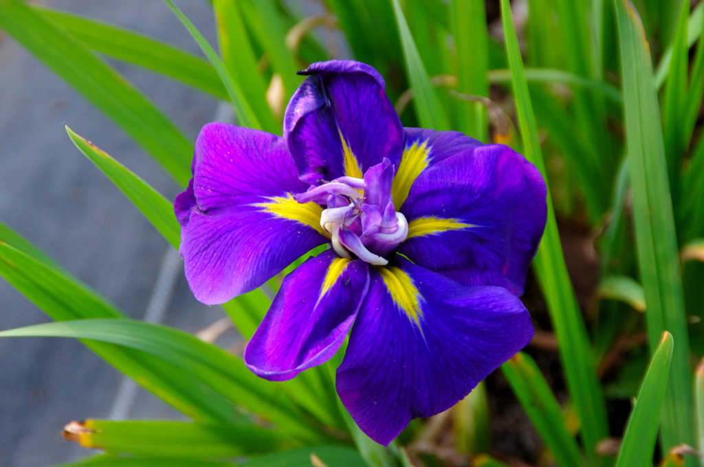 アヤメ　菖蒲　カキツバタ