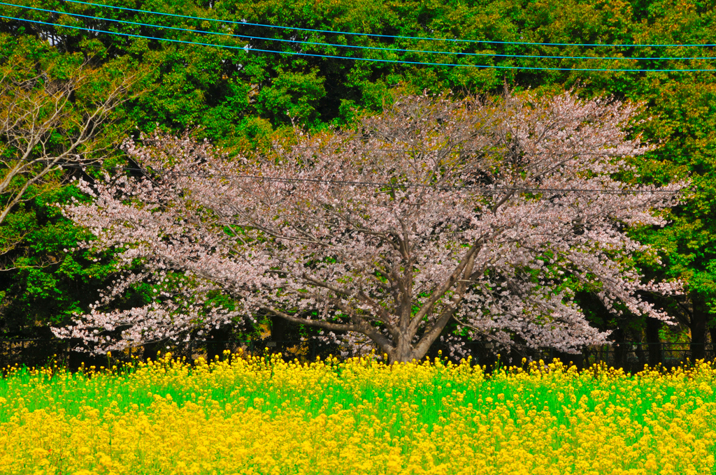 菜の花畑の桜