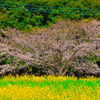 菜の花畑の桜