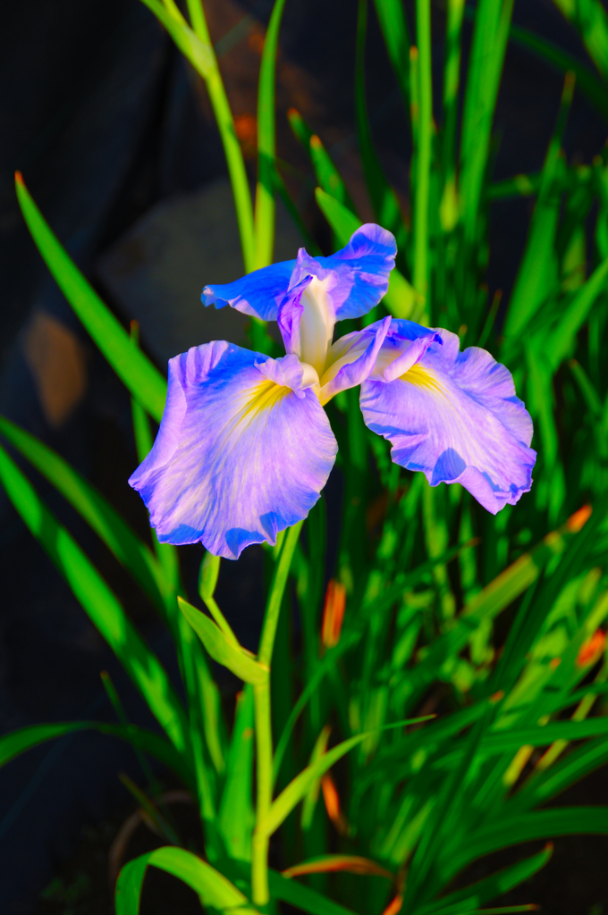 アヤメ　菖蒲　カキツバタ