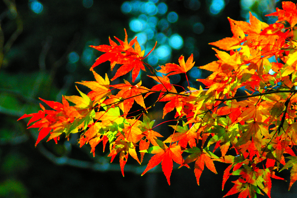 公園の紅葉