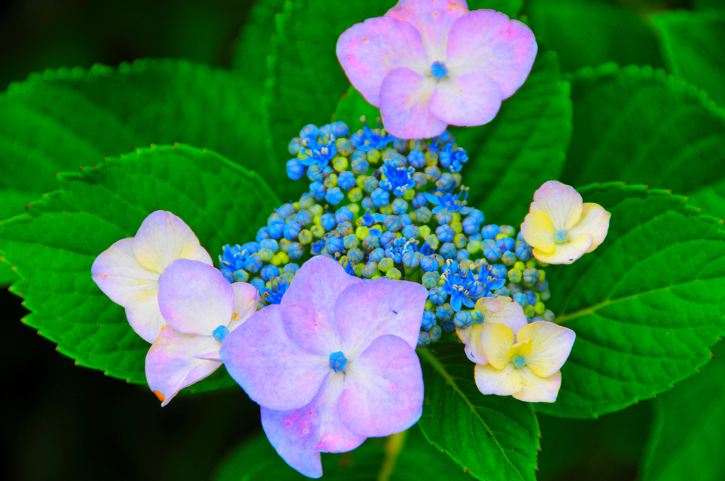 アジサイの花