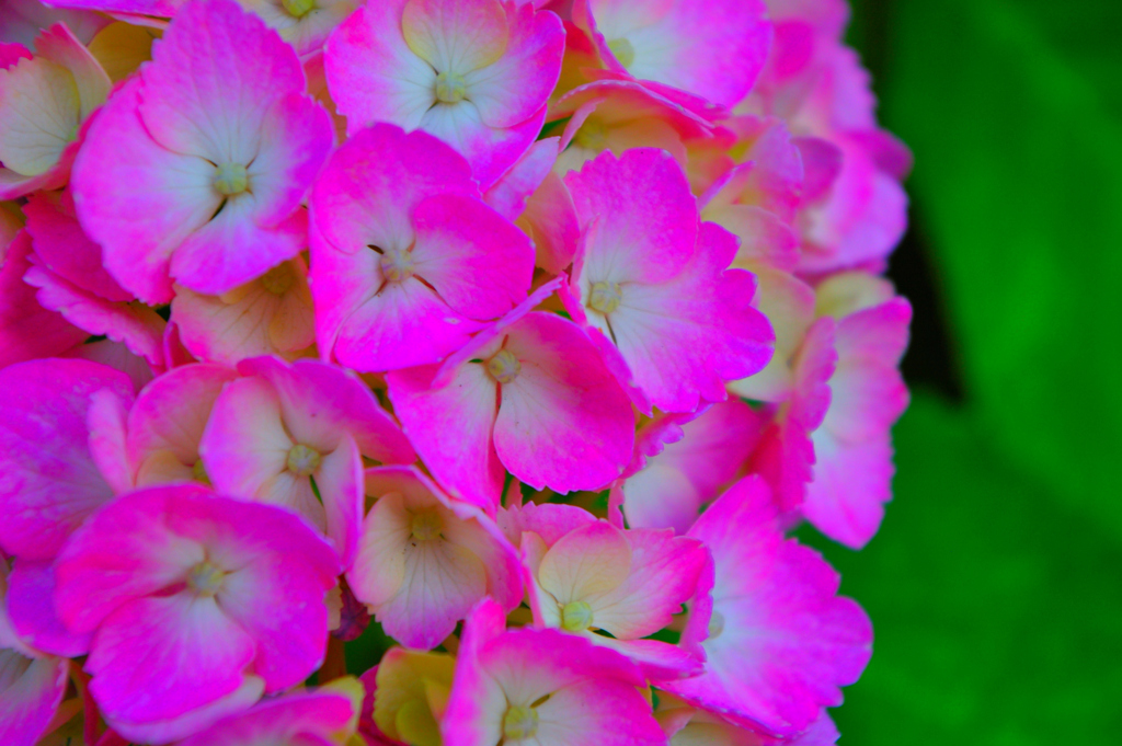 アジサイの花　アップ