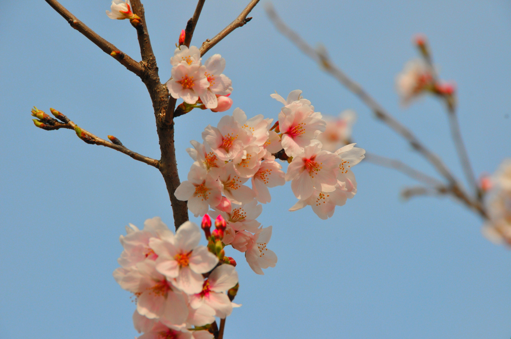 青空と桜