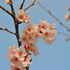 青空と桜