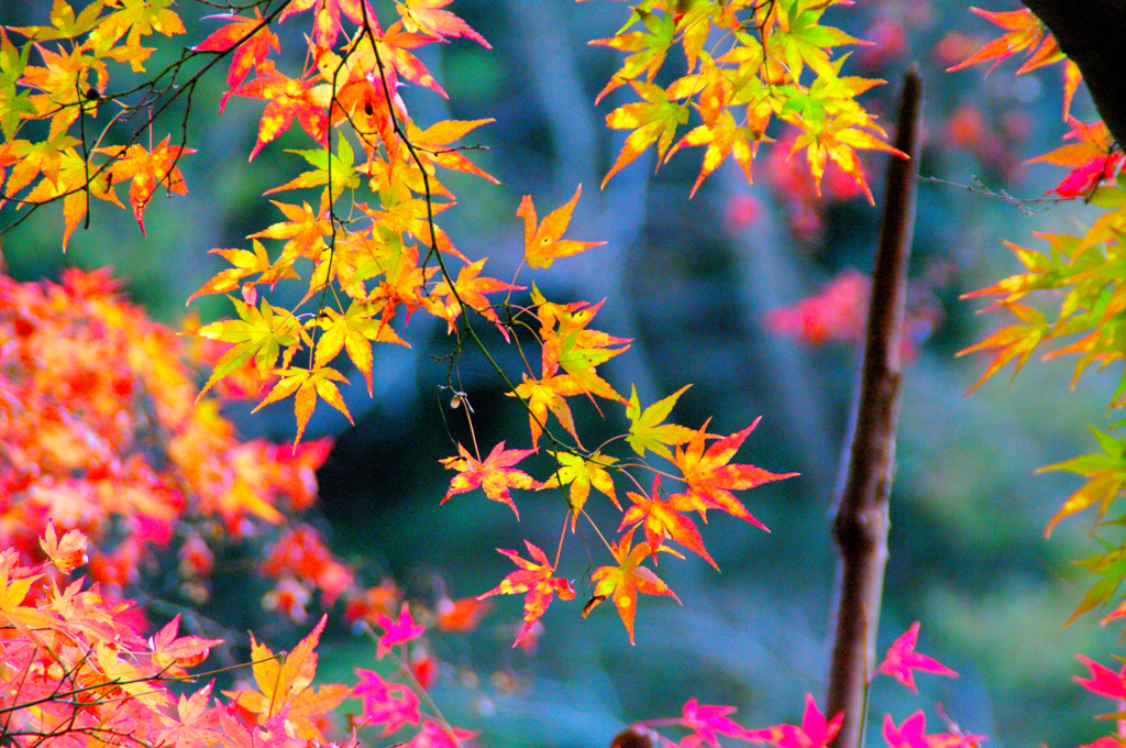 自然公園の紅葉