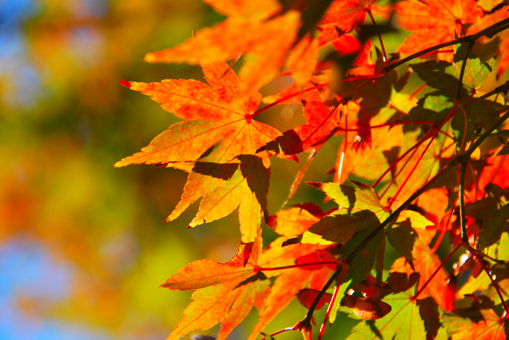 もみじも、もうすぐ「紅葉」へ