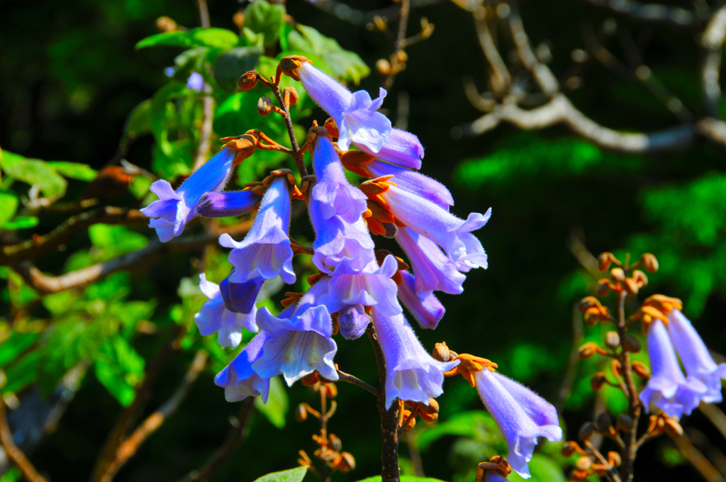 寸又峡の桐の花