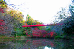 自然公園の紅葉