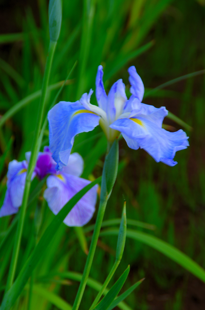 アヤメ　菖蒲　カキツバタ