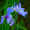 アヤメ　菖蒲　カキツバタ