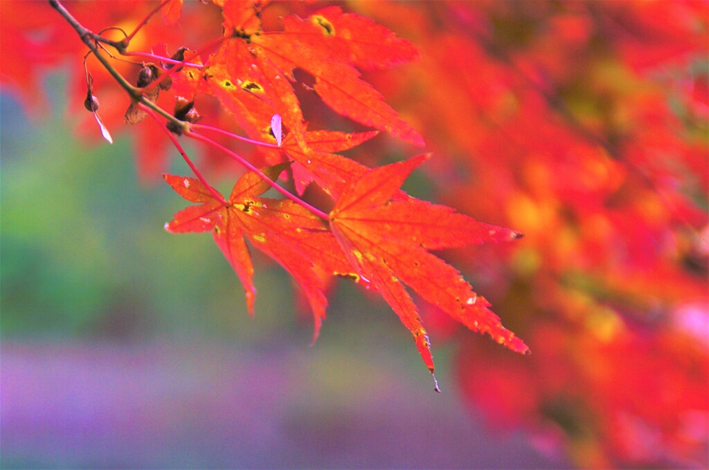 公園の紅葉