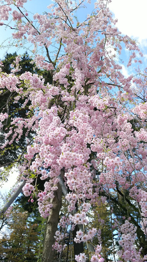 弘前城の桜