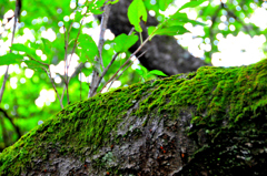 苔むす樹木