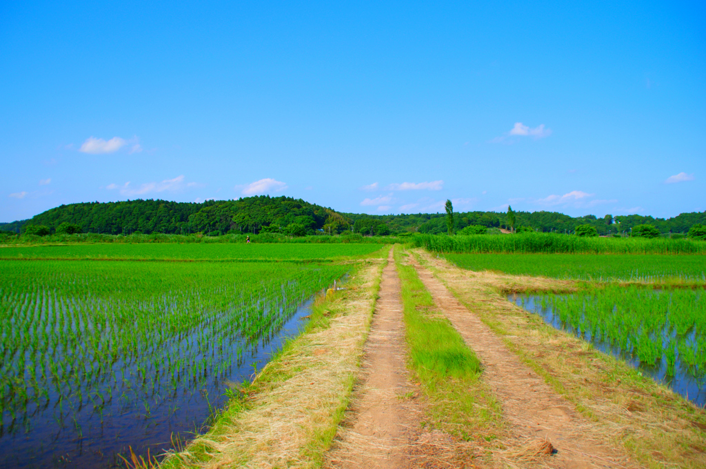 のどかな田園風景