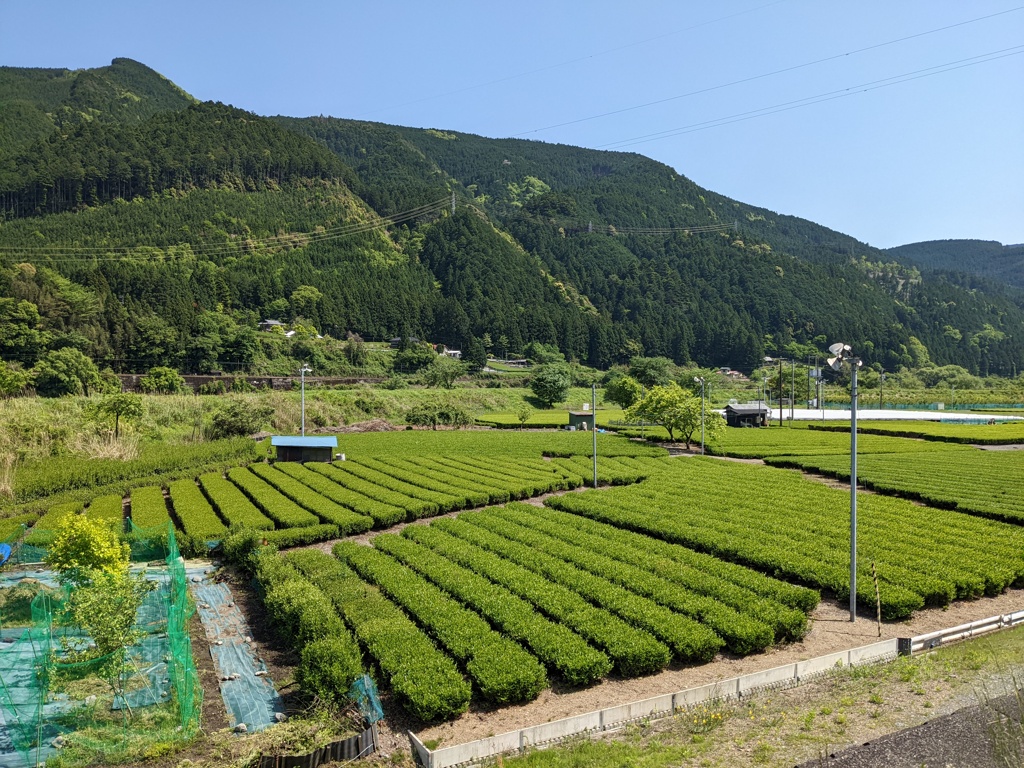 静岡県中川根の茶畑