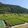 静岡県中川根の茶畑