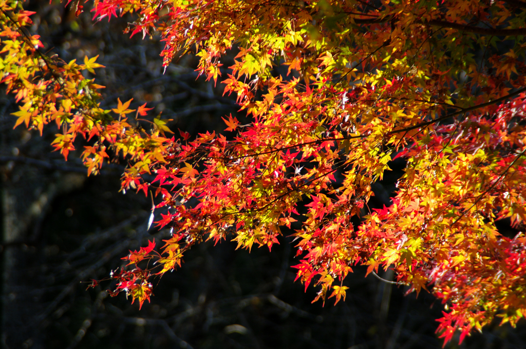 自然公園の紅葉