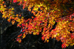自然公園の紅葉