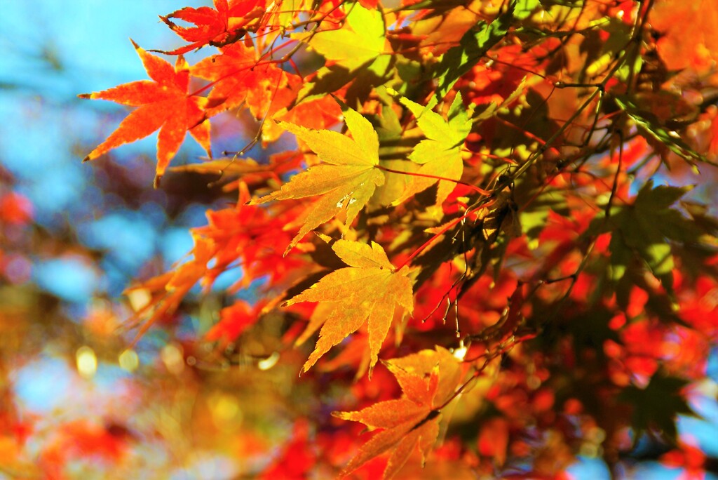 公園の紅葉